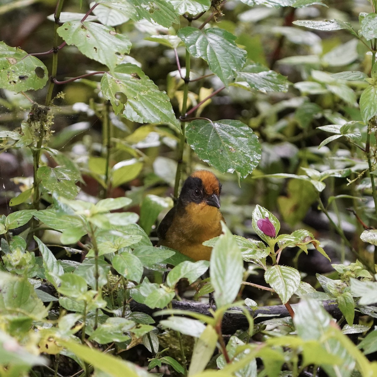 Choco Brushfinch - ML646852304