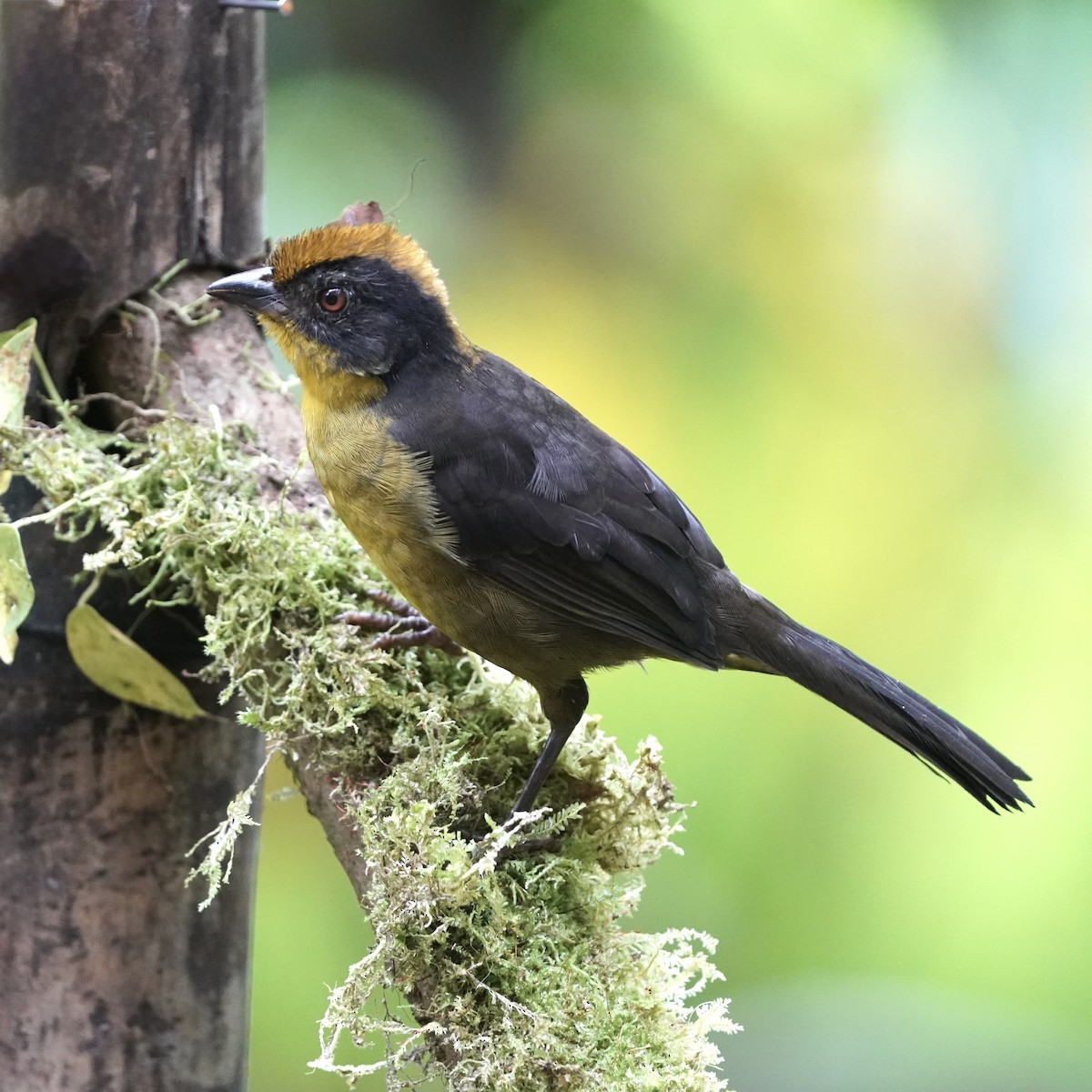 Choco Brushfinch - ML646852305