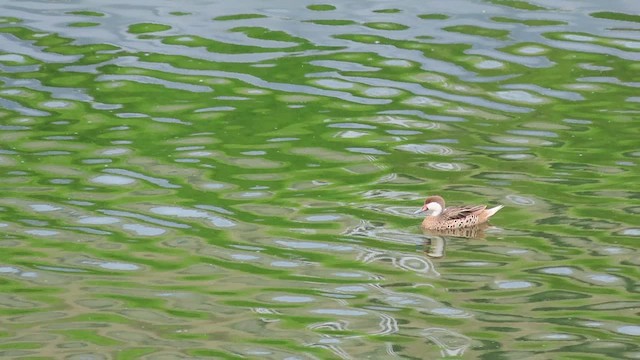 Багамская шилохвость - ML646852306