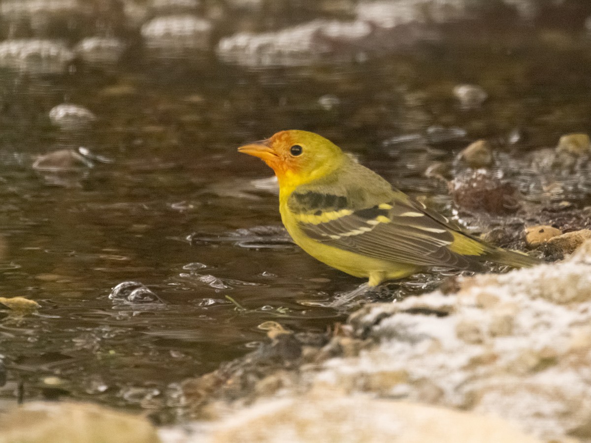 Western Tanager - ML646852307
