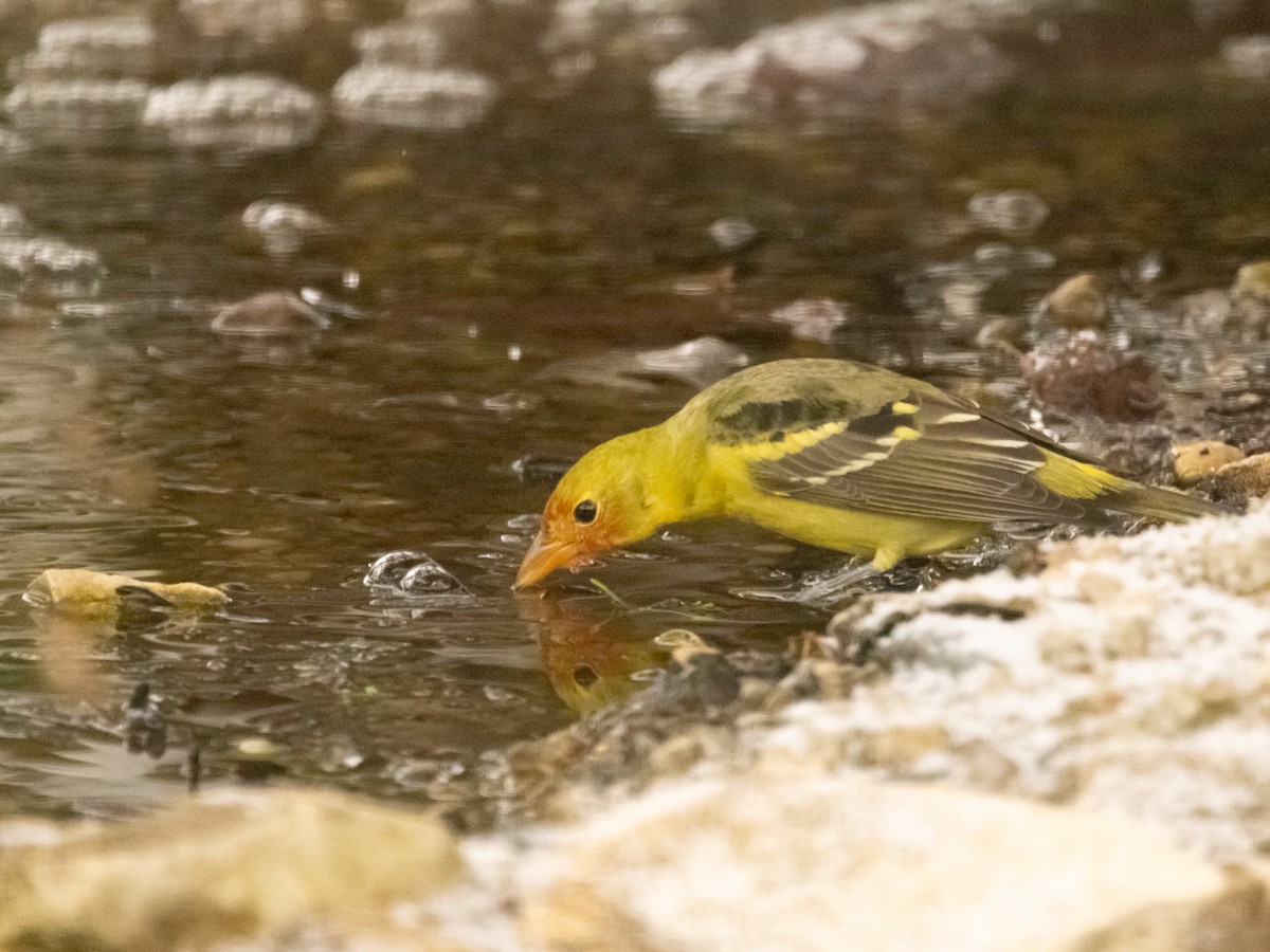 Western Tanager - ML646852311