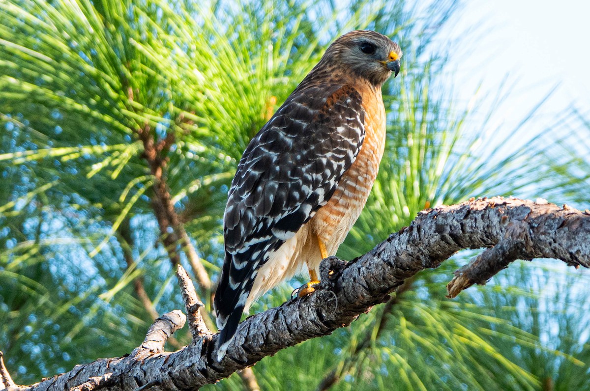 Red-shouldered Hawk - ML646852312