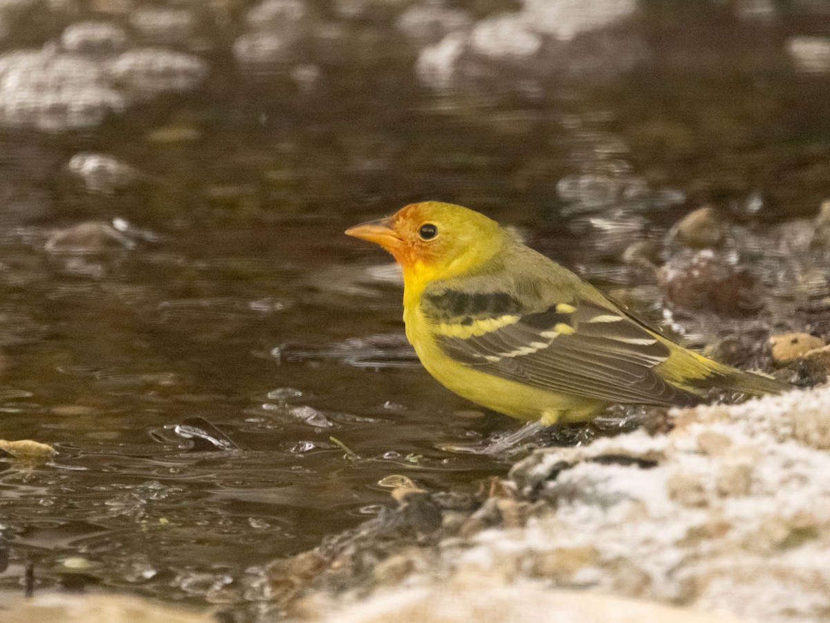 Western Tanager - ML646852314