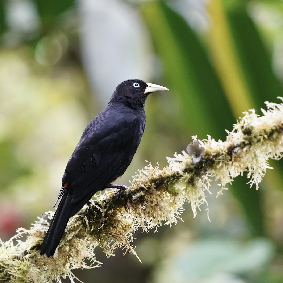 Scarlet-rumped Cacique (Pacific) - ML646852315
