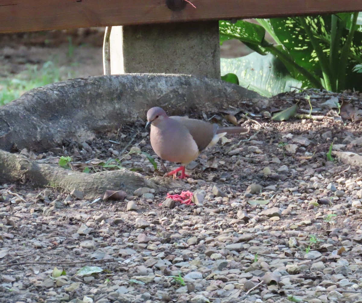 White-tipped Dove - ML646852316
