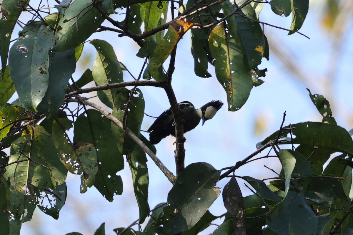 クロカンムリコゲラ - ML646852318