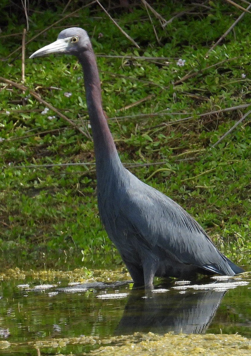 Little Blue Heron - ML646852321