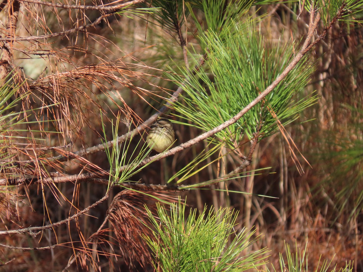 Palm Warbler (Western) - ML646852324