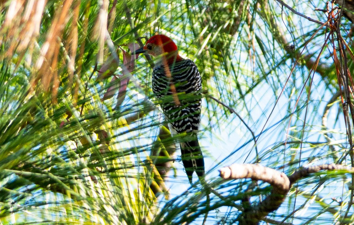 Red-bellied Woodpecker - ML646852327