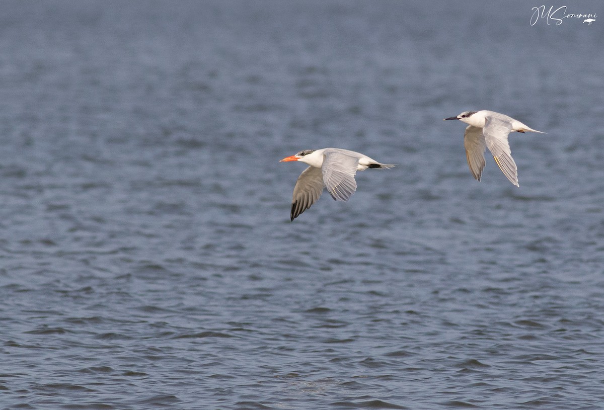 Sandwich Tern - ML646852330