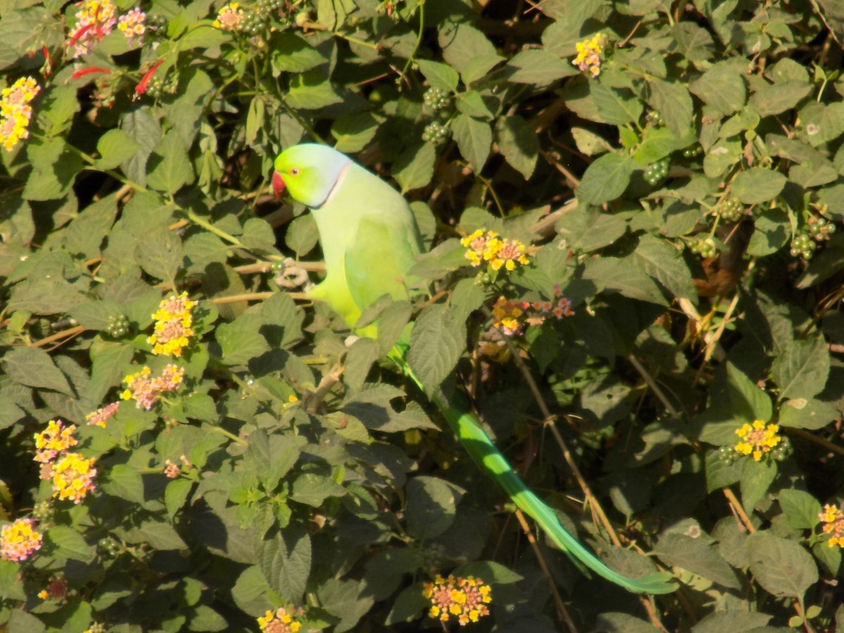 Rose-ringed Parakeet - ML646852334