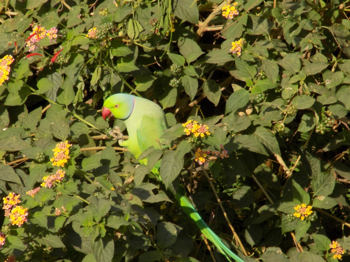 Rose-ringed Parakeet - ML646852336