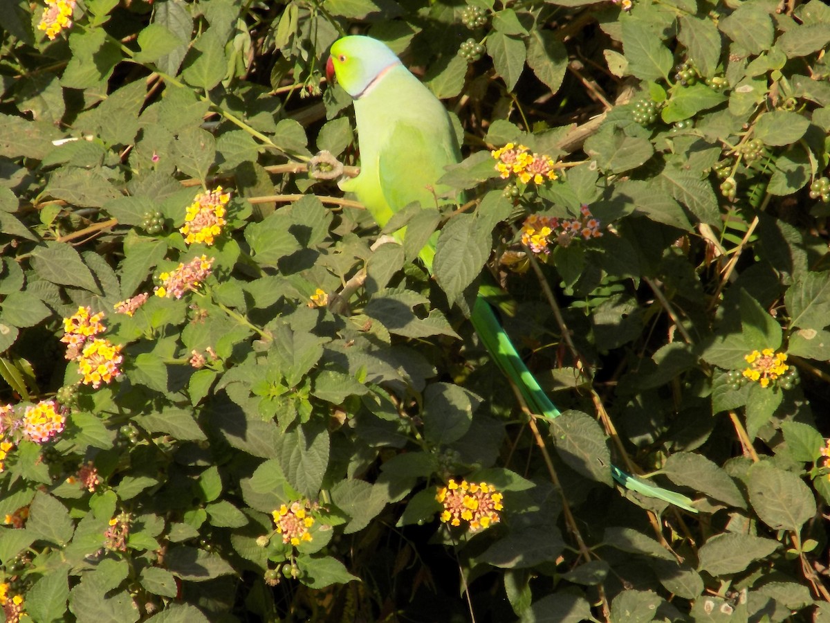 Rose-ringed Parakeet - ML646852337
