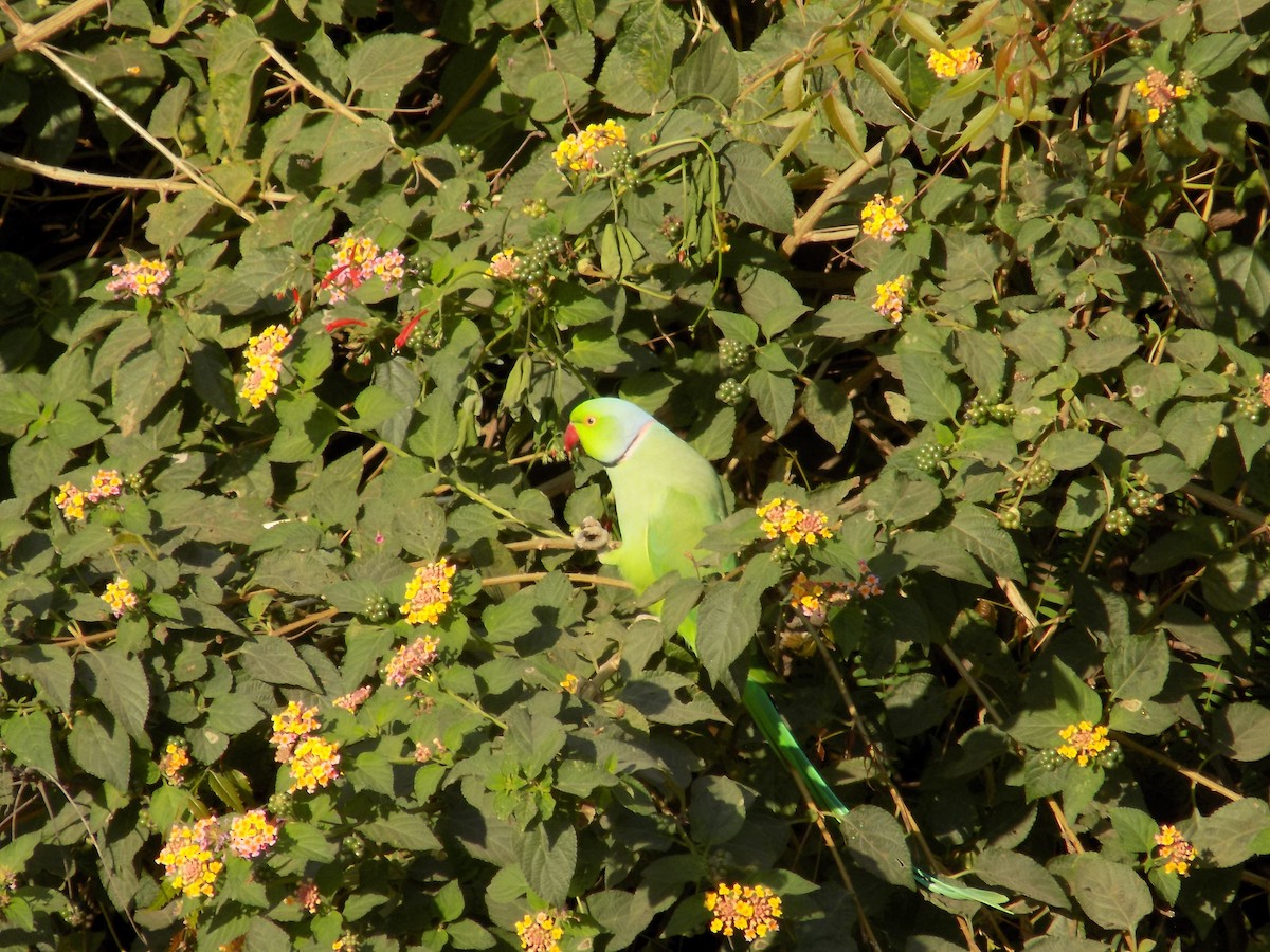 Rose-ringed Parakeet - ML646852338