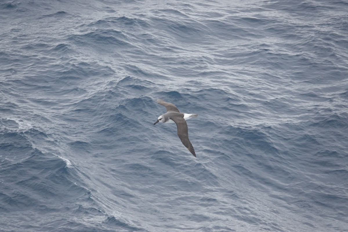 Boz Başlı Albatros - ML646852344