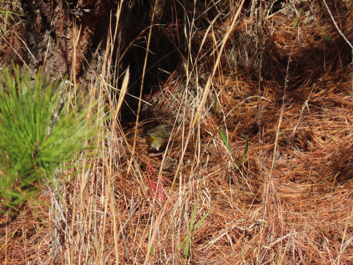 Palm Warbler (Western) - ML646852345