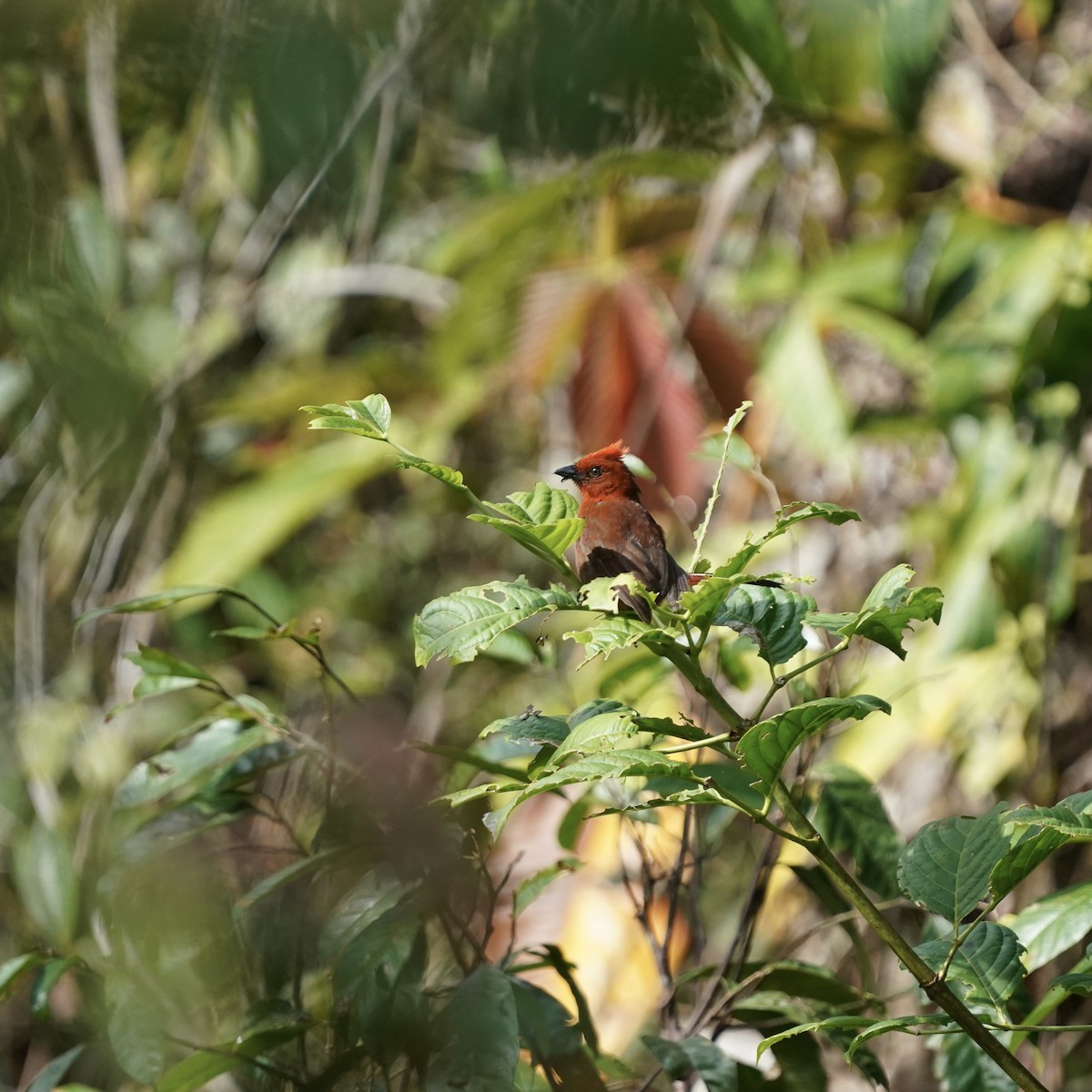 Crested Ant-Tanager - ML646852347
