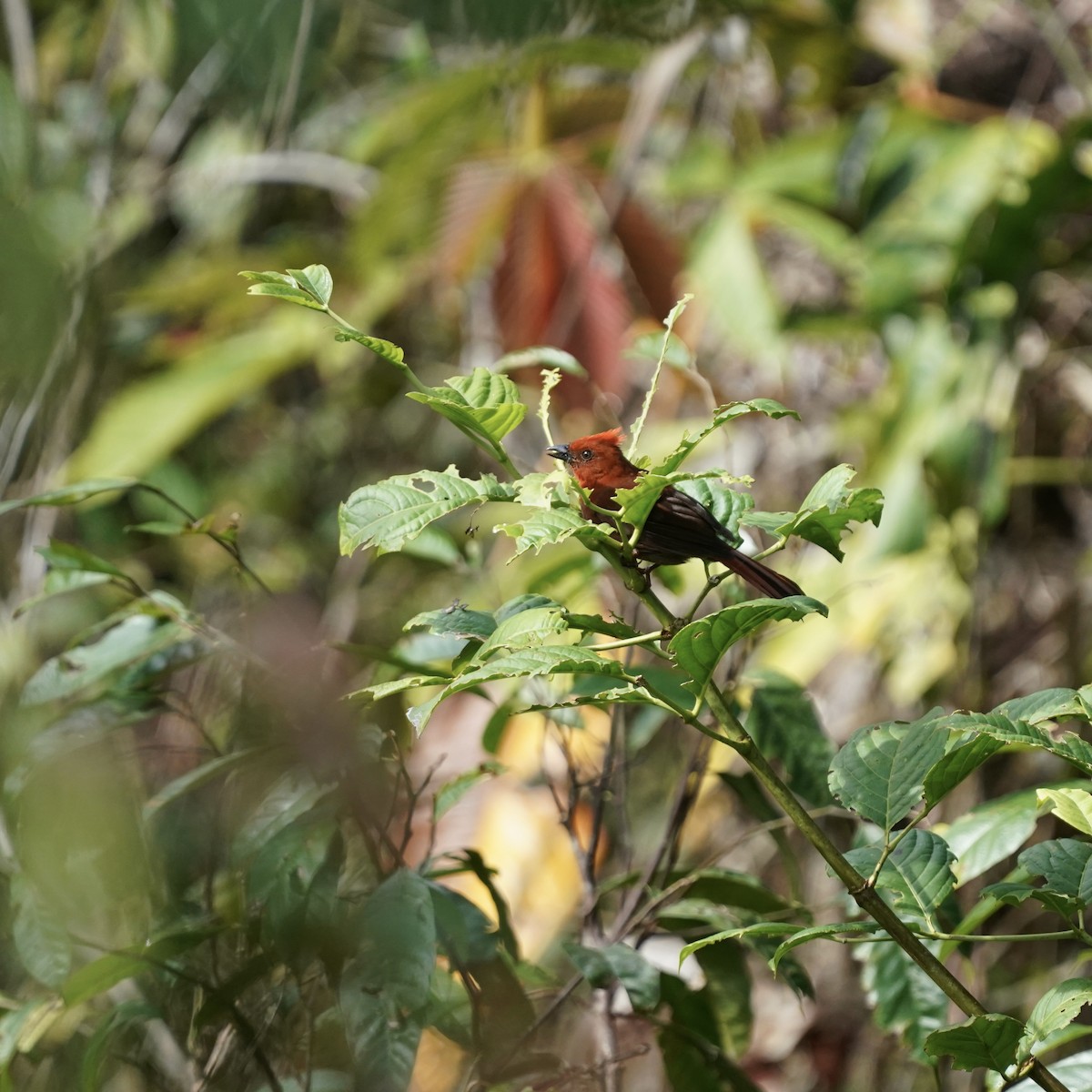 Crested Ant-Tanager - ML646852348