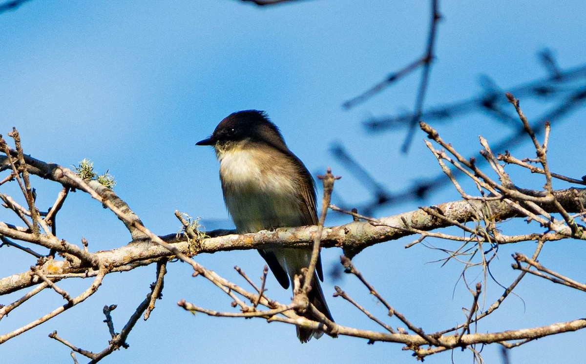 Eastern Phoebe - ML646852350