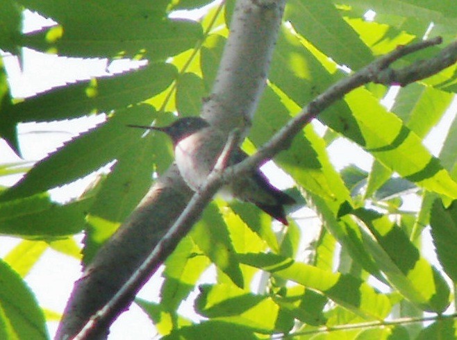 Ruby-throated Hummingbird - ML646852351