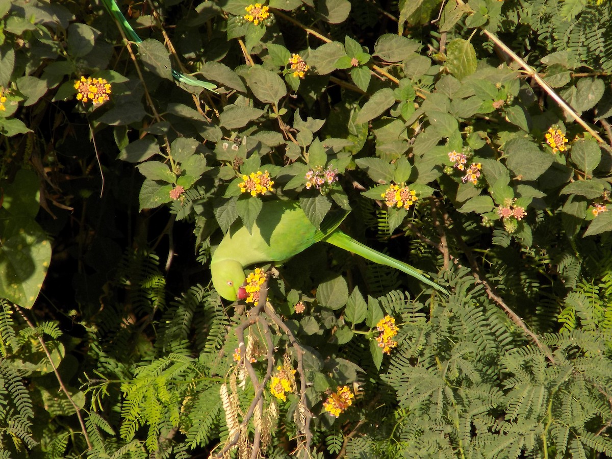 Rose-ringed Parakeet - ML646852352