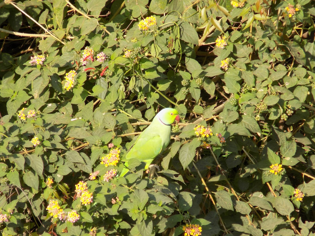 Rose-ringed Parakeet - ML646852353