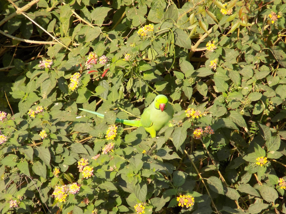 Rose-ringed Parakeet - ML646852354