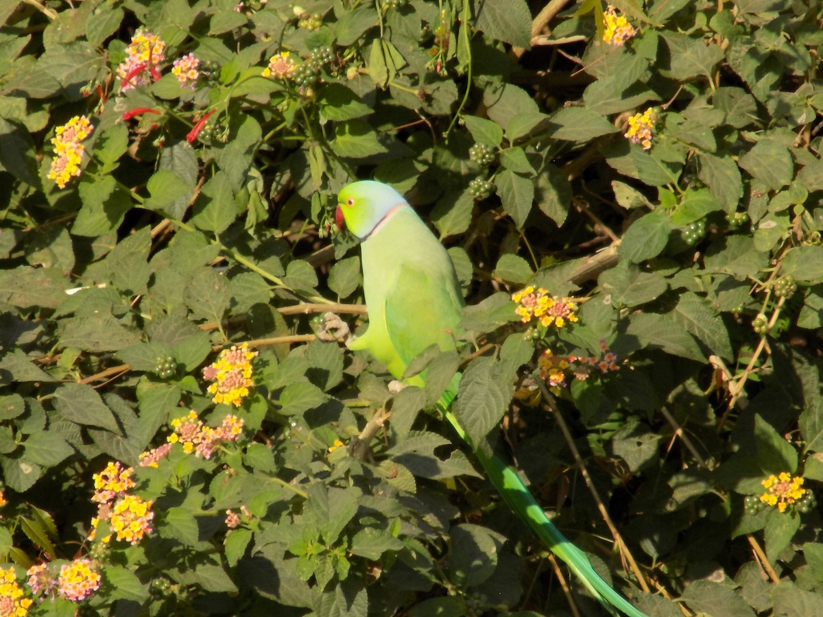 Rose-ringed Parakeet - ML646852355