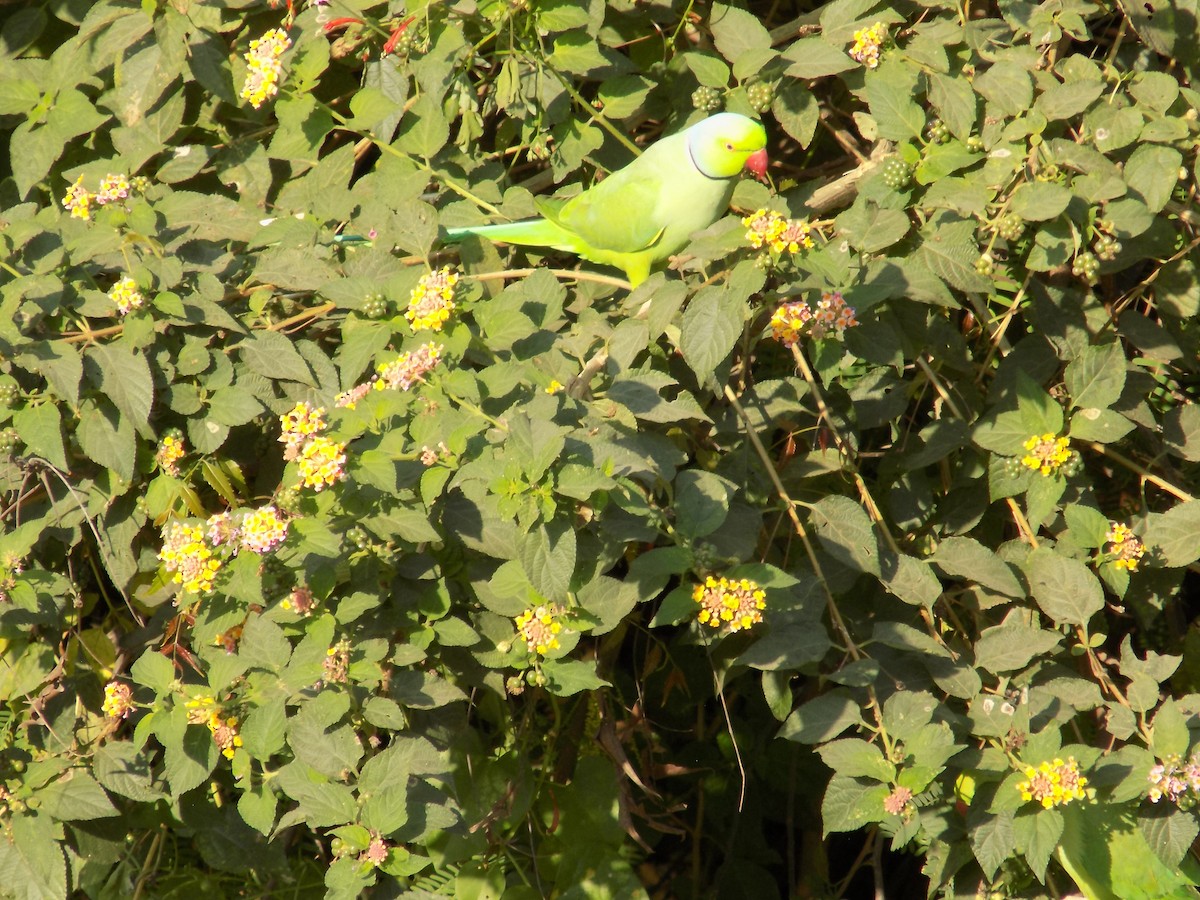 Rose-ringed Parakeet - ML646852356