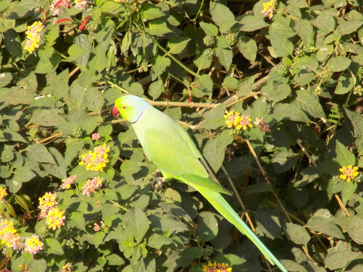 Rose-ringed Parakeet - ML646852357