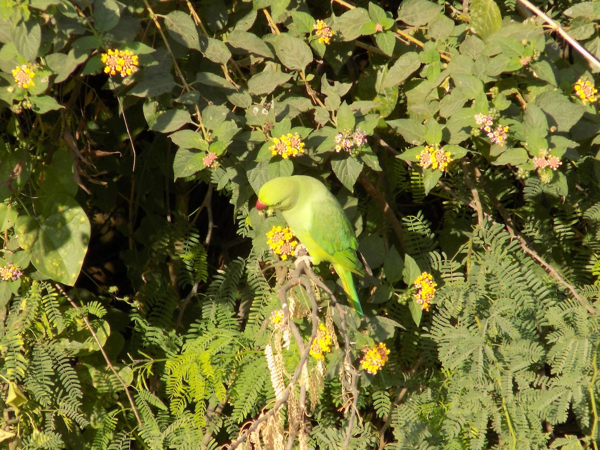 Rose-ringed Parakeet - ML646852358