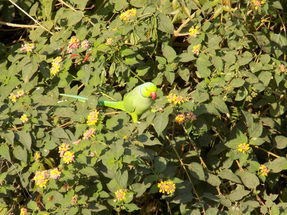 Rose-ringed Parakeet - ML646852359