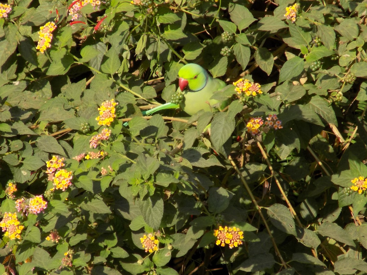 Rose-ringed Parakeet - ML646852360
