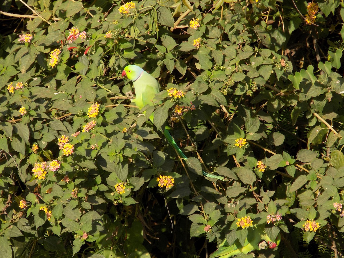 Rose-ringed Parakeet - ML646852361