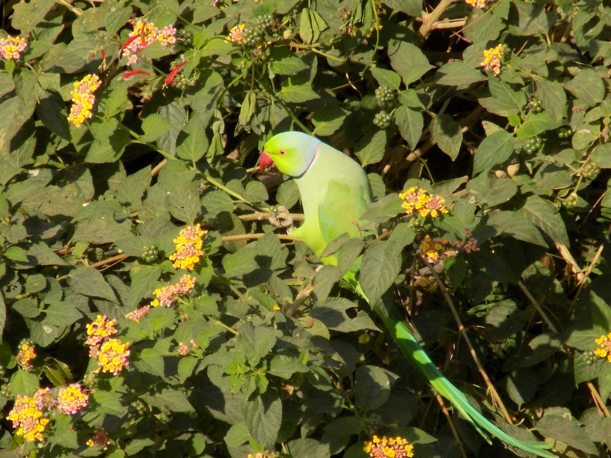 Rose-ringed Parakeet - ML646852362
