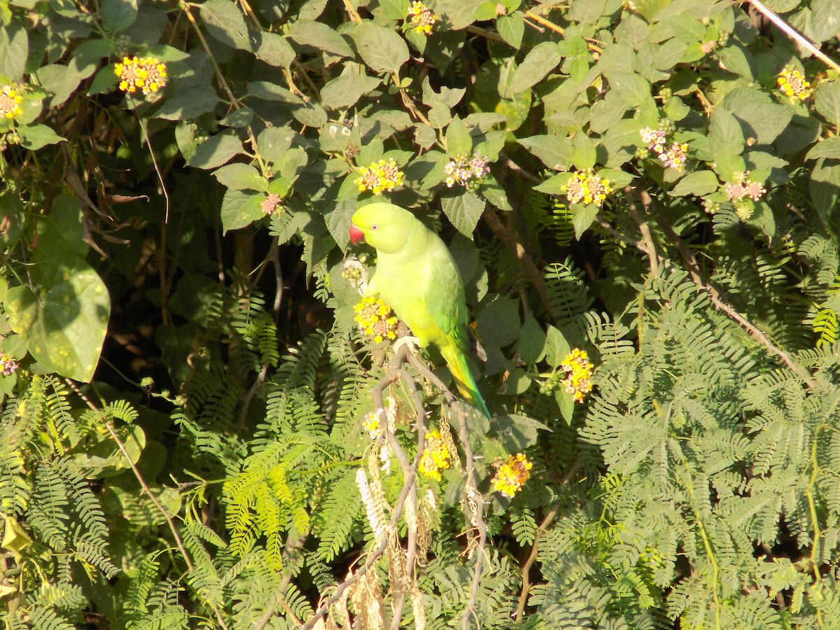 Rose-ringed Parakeet - ML646852363