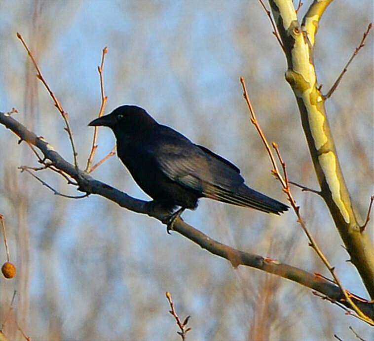 American Crow - ML646852364