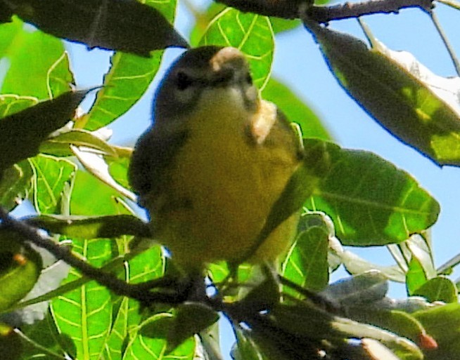 Prairie Warbler - ML646852367