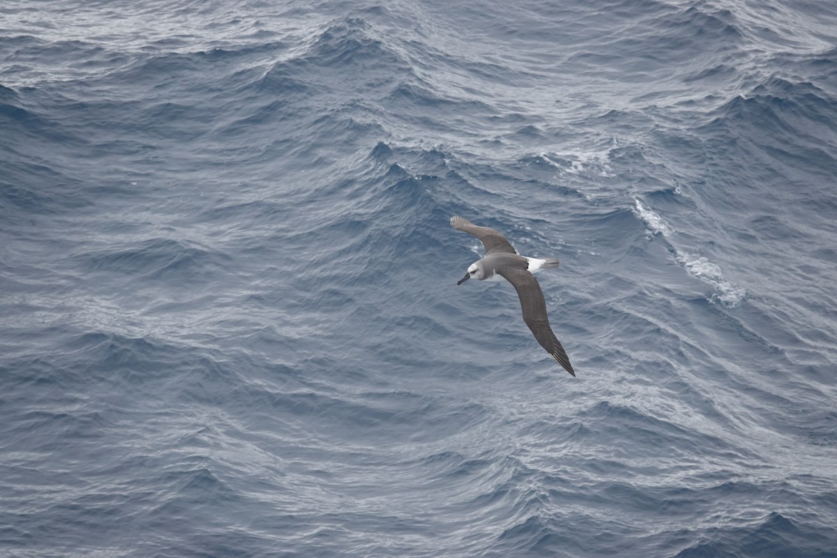 Boz Başlı Albatros - ML646852369