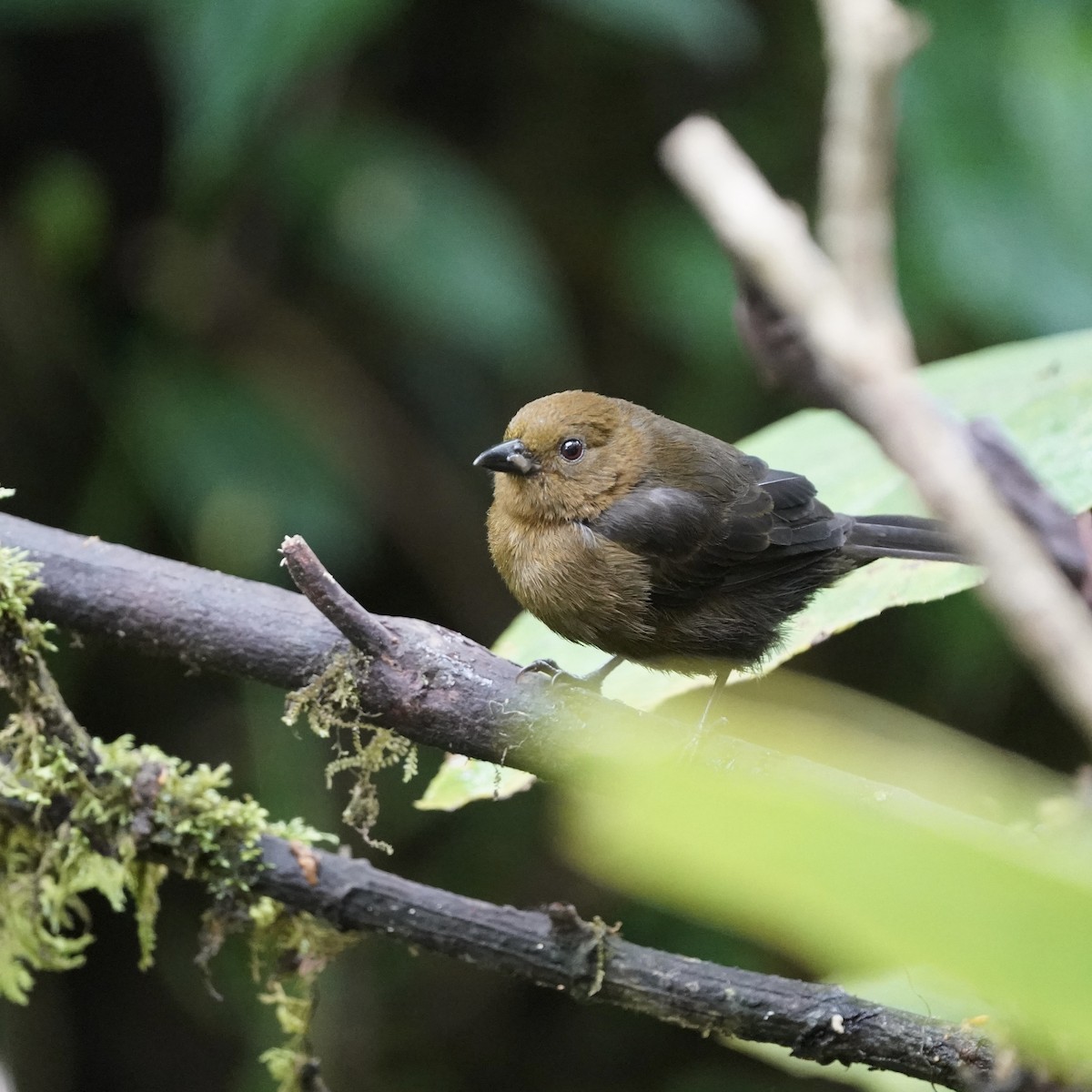 Tawny-crested Tanager - ML646852372