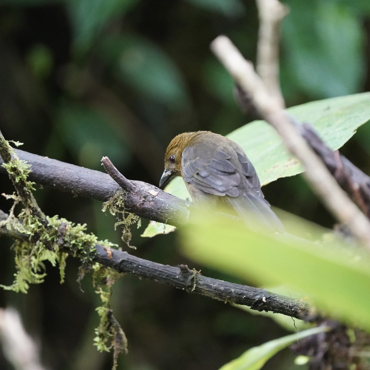 Tawny-crested Tanager - ML646852373