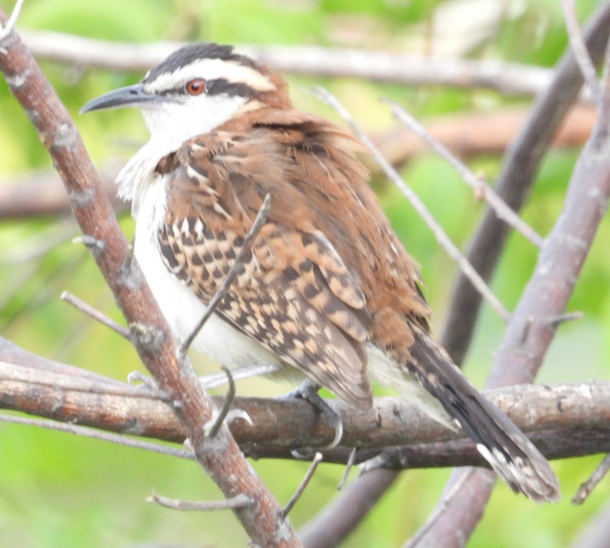 Rufous-backed Wren - ML646852376