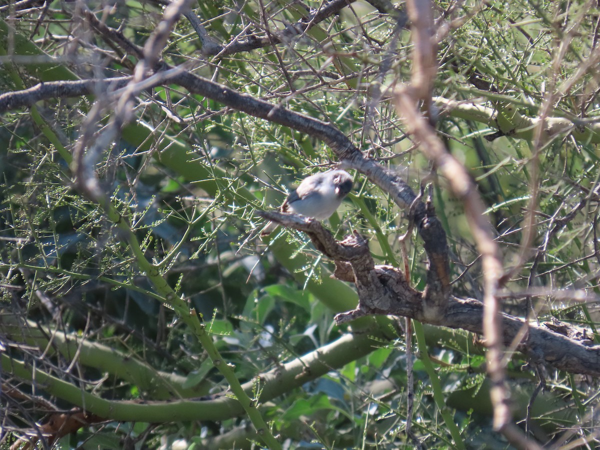 Black-tailed Gnatcatcher - ML646852380