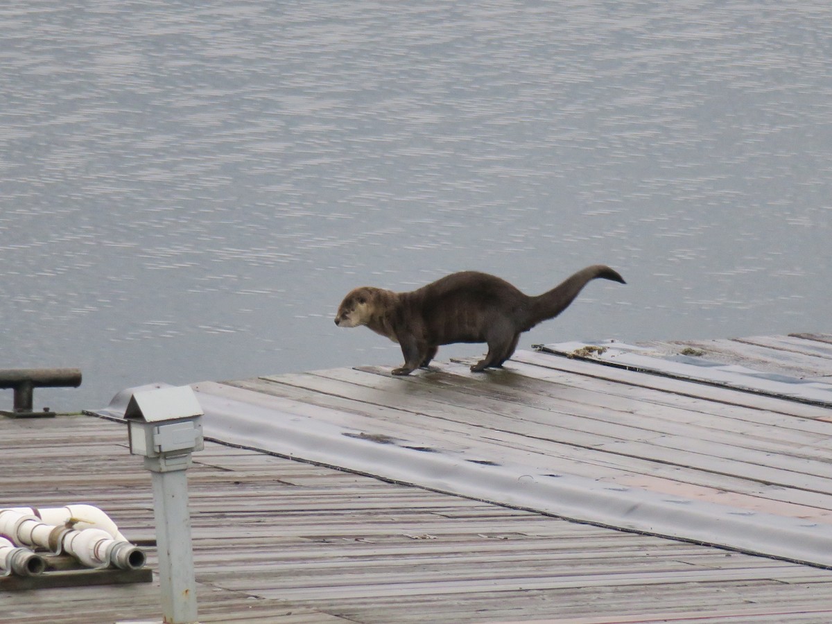 Animaux - ML646852383