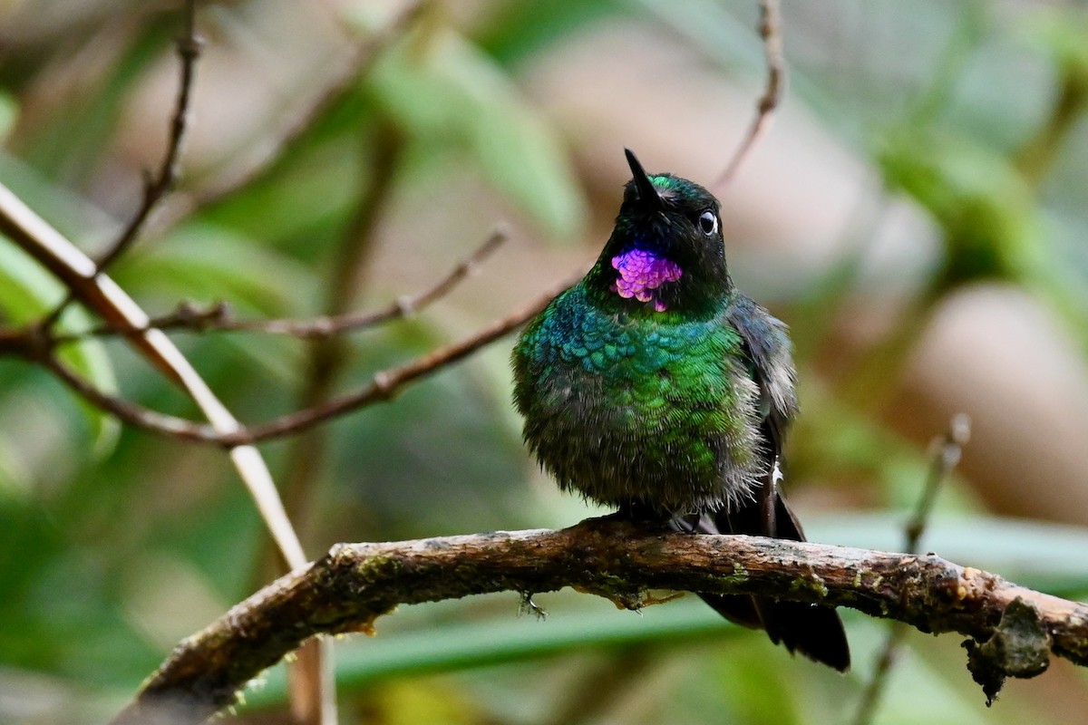 Tourmaline Sunangel - ML646852384