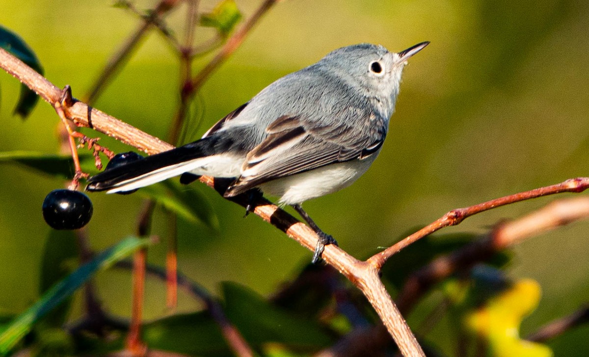 Blue-gray Gnatcatcher - ML646852386