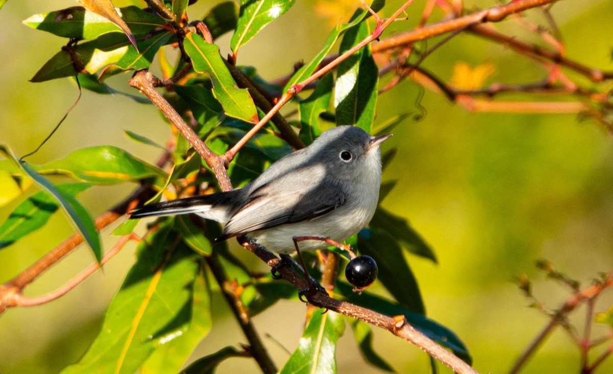 Blue-gray Gnatcatcher - ML646852387