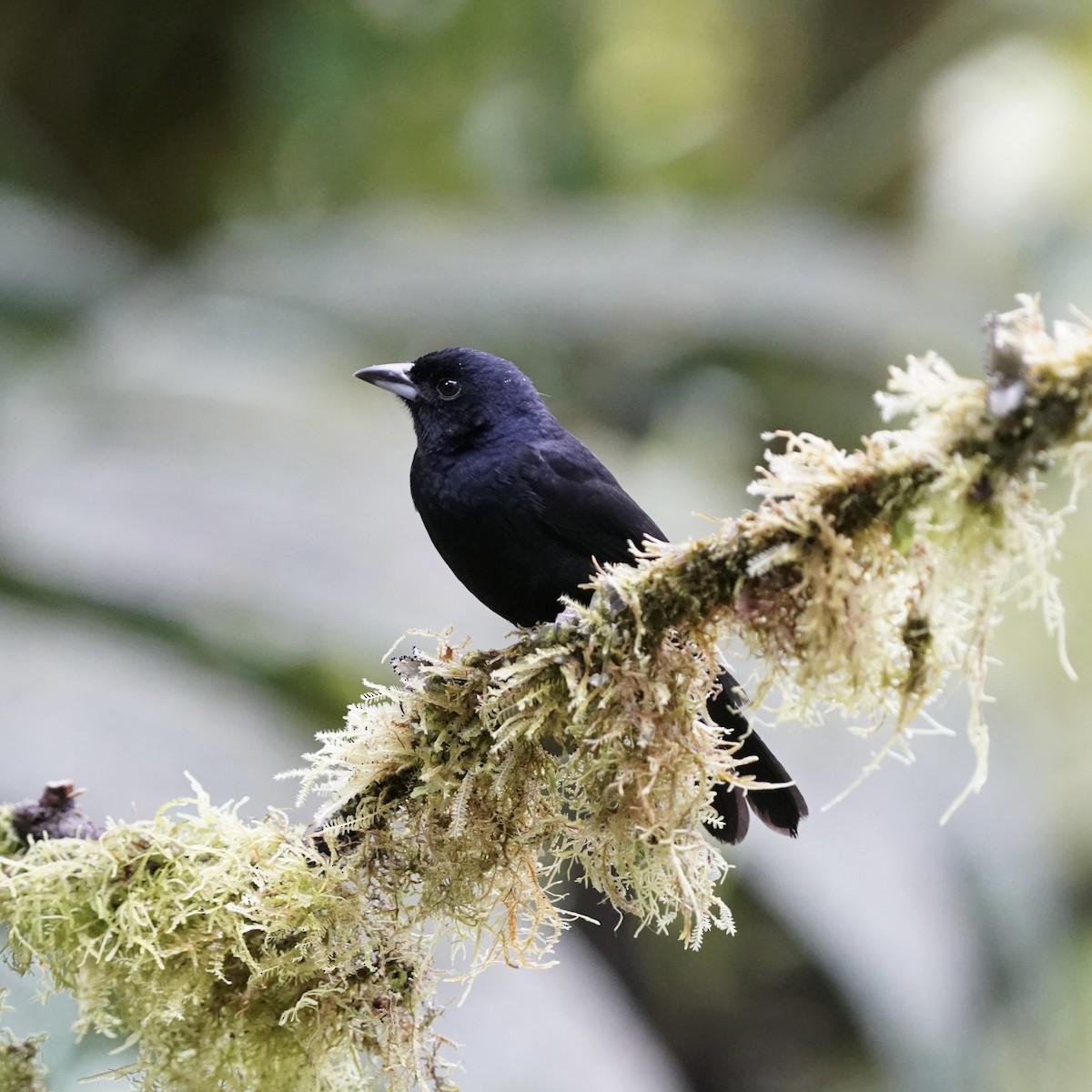 White-lined Tanager - ML646852388