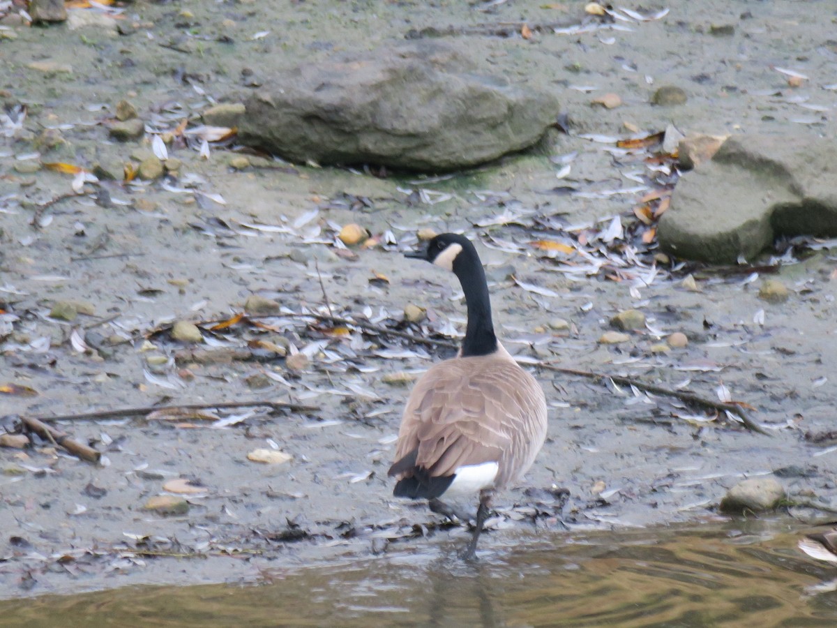 Bernache du Canada - ML646852391