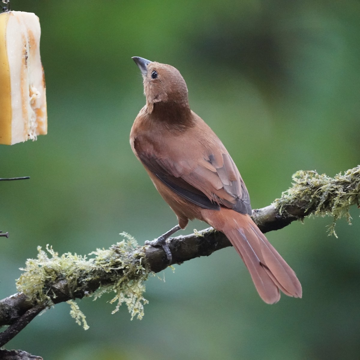 White-lined Tanager - ML646852392